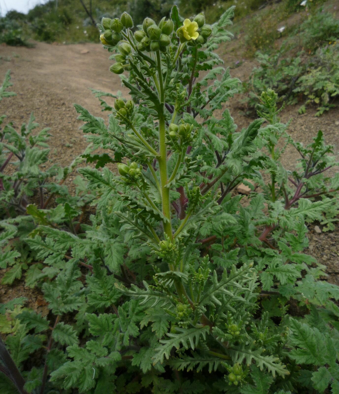 High Resolution Emmenanthe penduliflora Plant